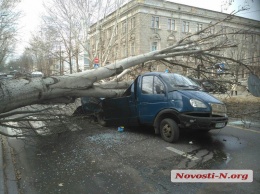 В центре Николаева на дорогу упал огромный тополь и раздавил ехавший микроавтобус