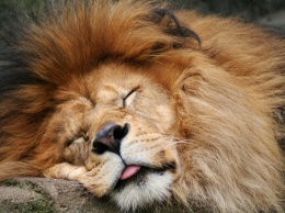 В Чехии лев насмерть загрыз хозяина, который держал животное в частном дворе