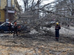 В Николаеве дерево упало на микроавтобус (ФОТО)