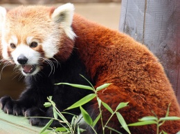 Во Франции из зоопарка загадочным способом исчезла редкая красная панда
