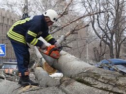 Тополепад в Николаеве: за вчерашний день спасатели убрали 5 деревьев