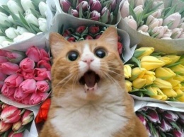 «Убийственные тюльпаны»: Ветеринары предупредили об опасности цветов для котов