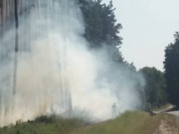 На Днепропетровщине открылся сезон лесных пожаров - горело 5 га