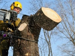 Горсовет Днепра вырежет остатки 4,5 тысяч деревьев: сколько потратят