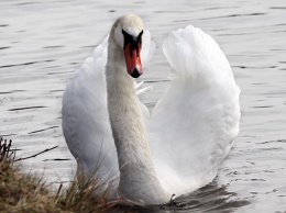 Вернулись на природу: в Дубовой роще после зимовки в озеро выпустили лебедей (ФОТО)