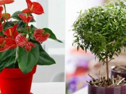 Эти комнатные растения приносят семейное счастье и покой