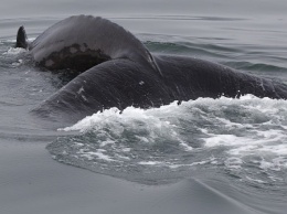 В Японии пассажирский катер столкнулся с китом, почти 90 пострадавших