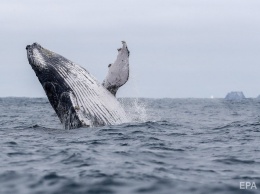 В Японии паром столкнулся с китом, пострадали 87 человек