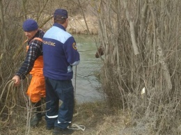 Крымские спасатели вытащили из реки лошадь