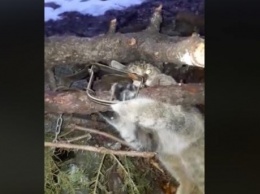 В горах у Богородчан фотоловушка спасла от гибели дикого кота