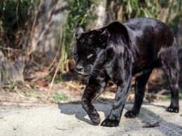 В Аризоне самка ягуара набросилась на женщину, которя пыталась сделать с ней селфи
