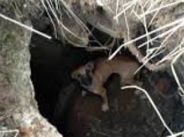 В Днепре спасатели достали собаку из ямы (ВИДЕО)