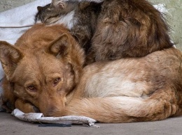 В Запорожье собаку с кошкой зажало между бетонными блоками