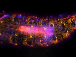 Ученые засняли работу нейронов внутри личинки дрозофилы