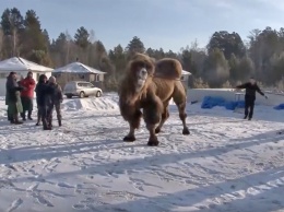 Полиция отказалась возбуждать дело из-за сожжения верблюдов «для укрепления РФ»