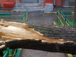 В Винницкой области женщину смертельно травмировало упавшее дерево