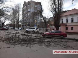 В Николаеве упавшее дерево загородило проезжую часть по ул. Московской