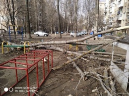 В Одессе дерево упало на детскую площадку: Мужчина спас двоих детей ценой переломов