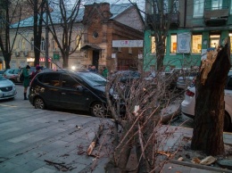 На Короленко из-за ветра дерево упало на припаркованные автомобили: движение парализовано