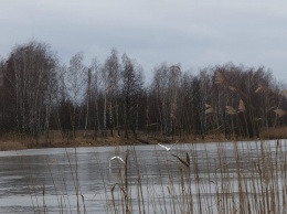 Появилось фото белых лебедей, летящих над самым загрязненным озером в зоне отчуждения ЧАЭС