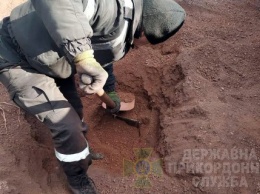 Пограничники откопали 2 тыс. пачек контрабандных сигарет в грузовом вагоне с рудой