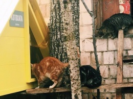 Для бродячих котов в Киеве строят дома