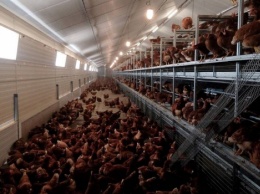 Angry Birds: Во Франции цыплята насмерть заклевали лису, проникшую на ферму