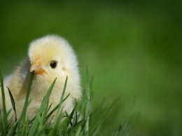 Восстание кур: Ученые объяснили поведение цыплят-убийц во Франции