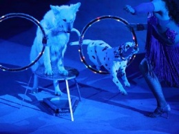 В запорожском цирке показывают новую программу - фото