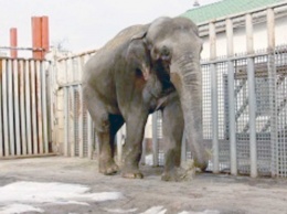 В Харькове слоны вышли на пикник (видео)