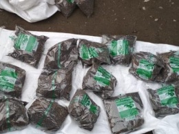 Полиция за сутки изъяла 65 килограммов маковой соломки
