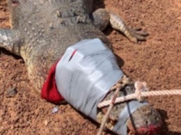 В Австралии "арестовали" крокодила весом 600 кг (видео)