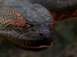 Гигантская анаконда или титанбоа? Бразильский рыбак снял огромную змею, перегородившую реку