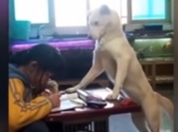 Китаец научил собаку следить за дочерью, чтобы она делала уроки и не отвлекалась на телефон