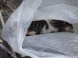 В Днепре котят выбросили на помойку в завязанном пакете