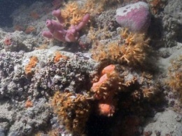 В Адриатическом море ученые обнаружили уникальный коралловый риф