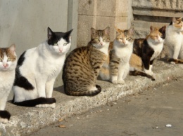 Зоозащитникам на заметку: в мэрии рассказали, где можно стерилизовать бездомных котов