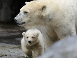Берлинский зоопарк впервые показал посетителям нового белого медвежонка (Фото)