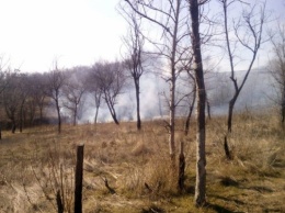 Пожарные тушили лес в Запорожье