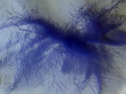 Астрономы получили снимок "синей" пылевой структуры на Марсе