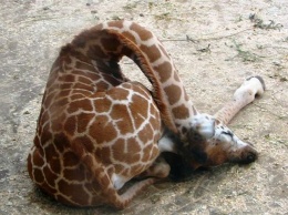 Как спит жираф: стоя или лежа?