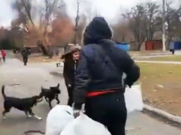 На Днепропетровщине стаи собак атакуют школьников