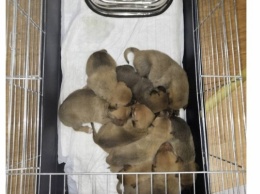 В Запорожье просят помощи для щенков, оставшихся без мамы (ФОТО)