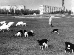 В сети показали кадр 20 летней давности, как посреди города козы паслись