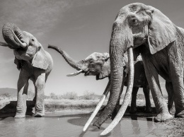 В Африке умерла "королева слонов" и родился розовый слоненок (ВИДЕО)