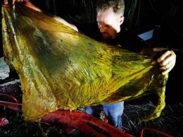 На Филиппинах в теле погибшего кита нашли 40 кг изделий из пластика