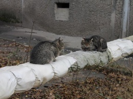В Павлограде откроется первая гостиница для несчастных кошек