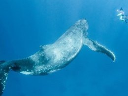 Загрязнение Мирового океана: на Филиппинах нашли тело кита с 40 кг пластика в желудке
