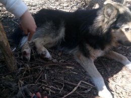 На Оболони в браконьерский капкан попала собака