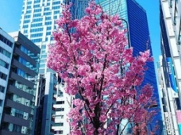 В Японии началось цветение сакуры (фото)
